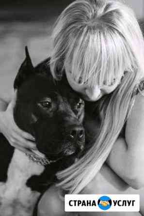 Амстафф для фотосессии Ульяновск