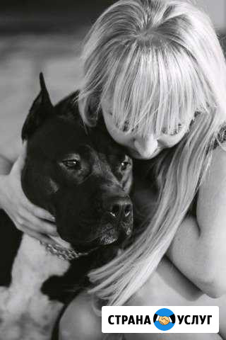 Амстафф для фотосессии Ульяновск - изображение 1