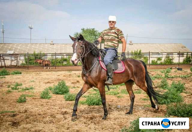Обучение верховой езде, прокат на лошади Оренбург - изображение 1