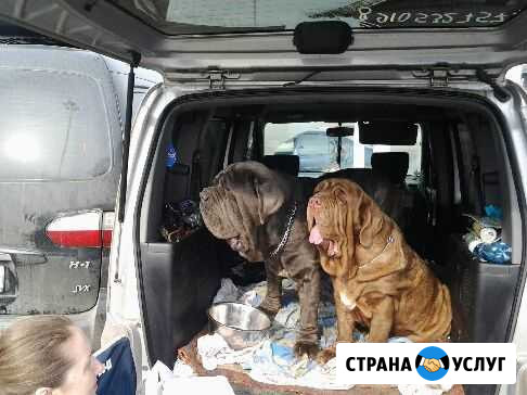 Перевозка домашних животных Москва - изображение 1