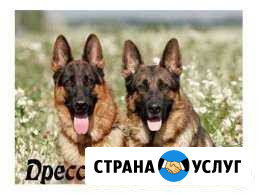 Дрессировка собак Вологда - изображение 1