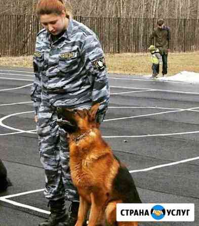 Дрессировка собак,воспитание Казань