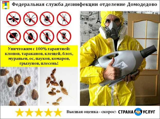 Уничтожение клопов, тараканов, клещей, насекомых Домодедово - изображение 1