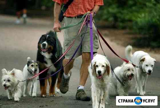 Выгул животных Нижний Новгород