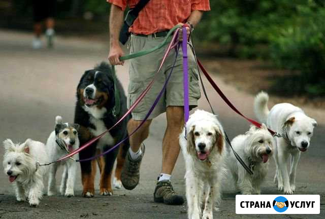 Выгул животных Нижний Новгород - изображение 1