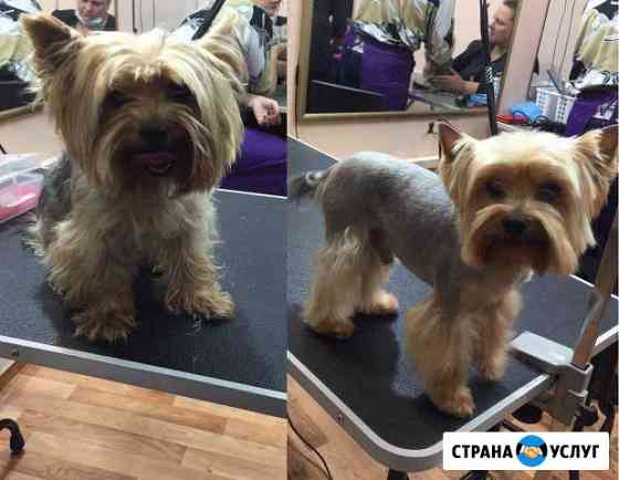 Стрижка собак и кошек Москва