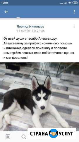Ветеринар с выездом на дом Иваново - изображение 1