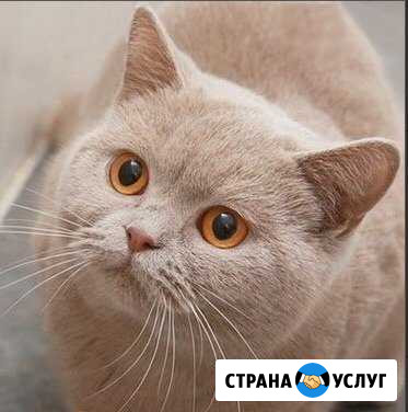Шотландский кот в добрые руки Балашиха - изображение 1