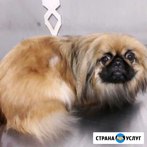 Стрижка собак и кошек Каспийск - изображение 1