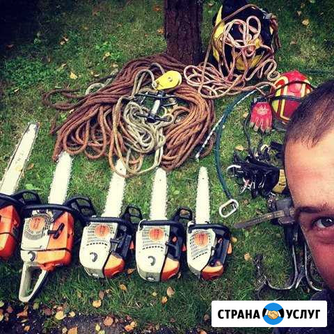 Валка, спил деревьев Санкт-Петербург - изображение 1