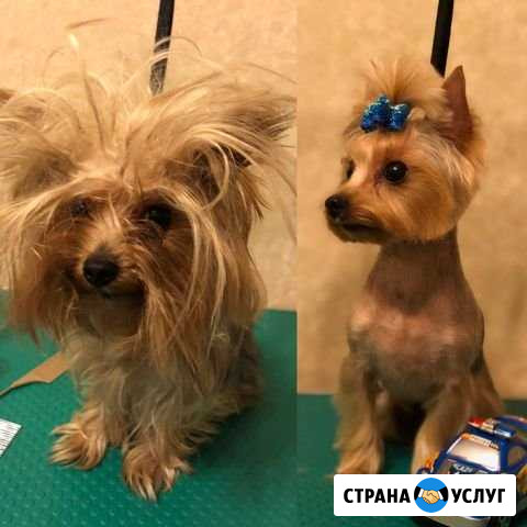 Стрижка собак и кошек Нижний Новгород - изображение 1