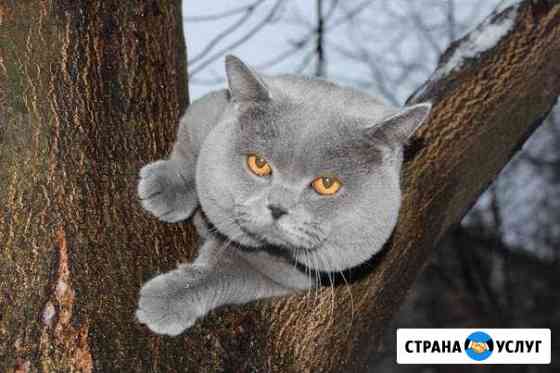 Приглашаем на вязку с шикарным британским котом Санкт-Петербург