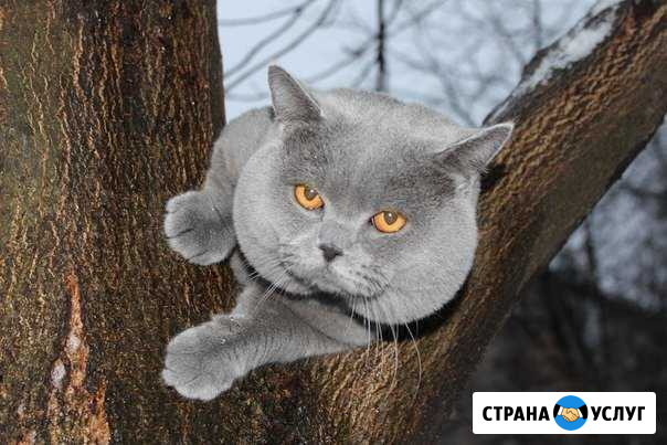 Приглашаем на вязку с шикарным британским котом Санкт-Петербург - изображение 1