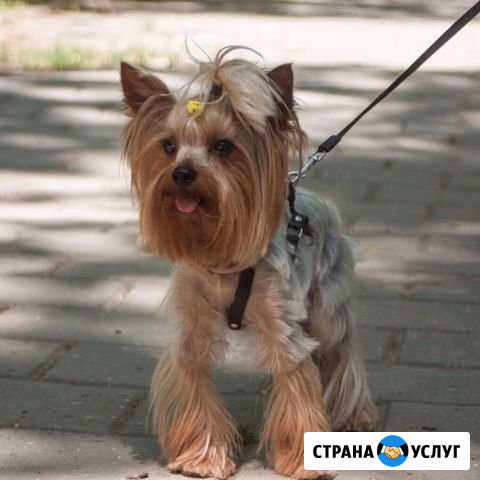 Молодой кобелёк ищет леди для встречи) Феодосия - изображение 1
