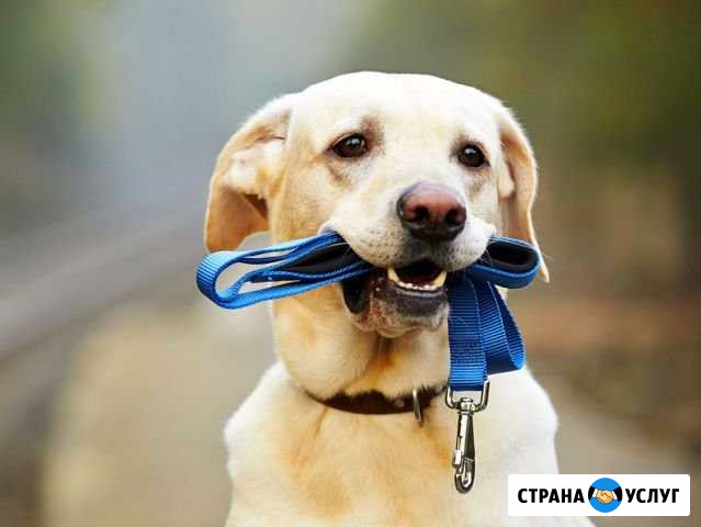 Оказываю услуги по выгулу собак и кошек Миасс - изображение 1