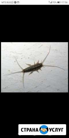 Уничтожение насекомых Ростов-на-Дону - изображение 1