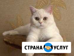 Шотландский кот под вязку Ульяновск - изображение 1