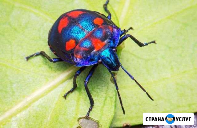 Уничтожение блох тараканов клопов гарантия Екатеринбург - изображение 1
