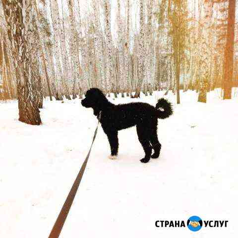 Передержка собак Челябинск