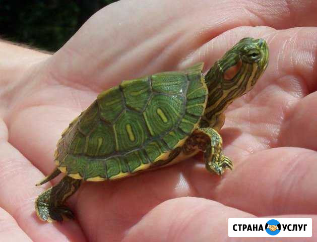 Терра Приют Сочи - изображение 1