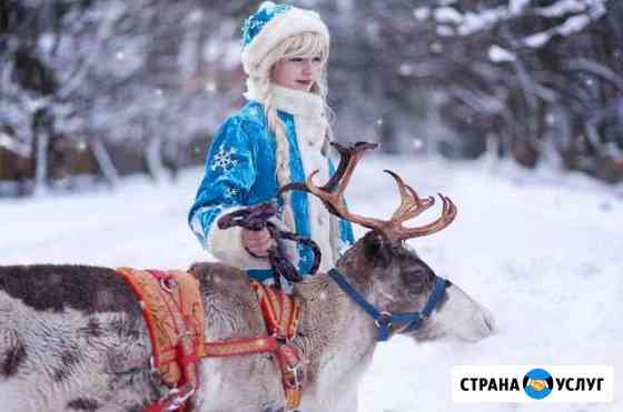 Лошадь,пони,верблюд,олень,ослик на праздник Пушкин