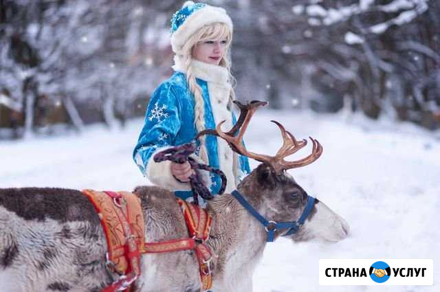 Лошадь,пони,верблюд,олень,ослик на праздник Пушкин - изображение 1