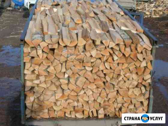 Береза колотая Любучаны