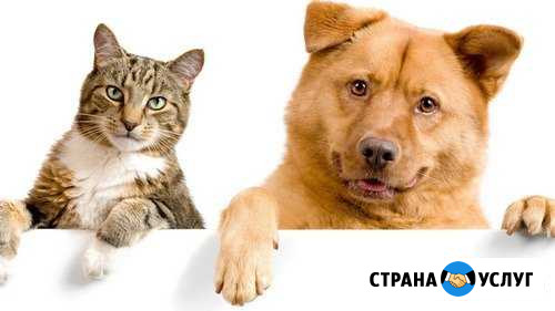 Домашняя передержка кошек и собак Тверь - изображение 1