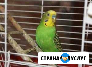 Содержание попугаев пока вы на отдыхе Балашиха - изображение 1