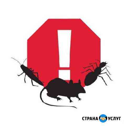 Уничтожение тараканов, клопов, клещей и грызунов Пермь