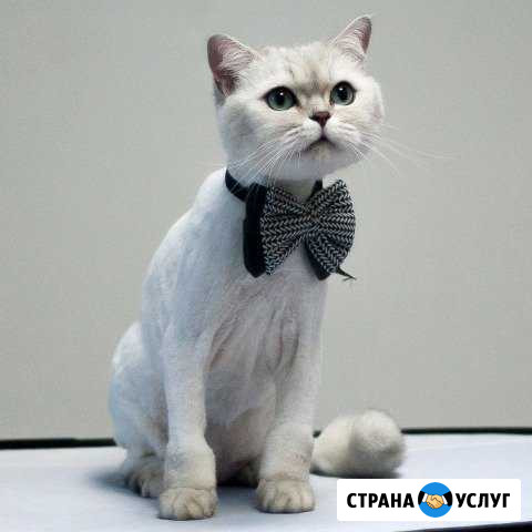 Грумер, стрижка собак и кошек Люберцы - изображение 1