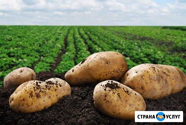 Картофель Белово - изображение 1