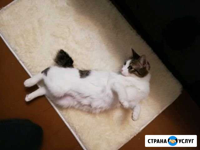 Японской бобтейл вязка Санкт-Петербург - изображение 1