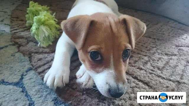 Выгульщик собак Раменское - изображение 1