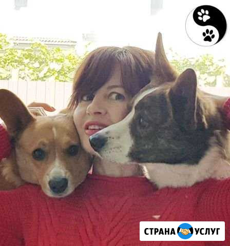 Передержка собак Рязань - изображение 1