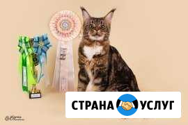 Кот мейн кун ищет подругу для вязки Астрахань - изображение 1