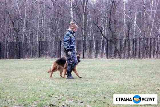 Дрессировка собак Видное