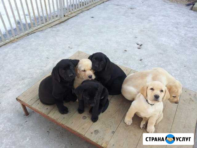 Кинолог Дзержинский - изображение 1