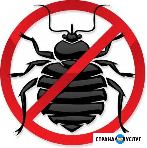 Качественное уничтожение клопов Нижнекамск - изображение 1