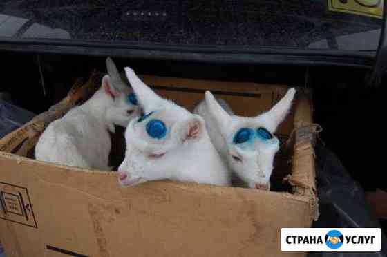 Обезроживание козлят Нижний Новгород