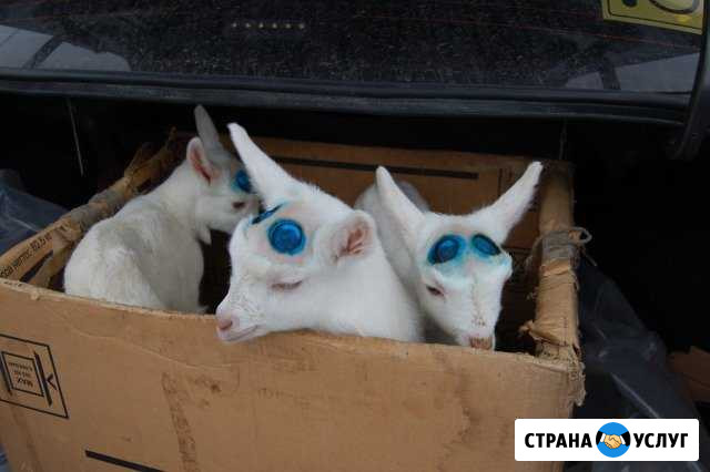 Обезроживание козлят Нижний Новгород - изображение 1