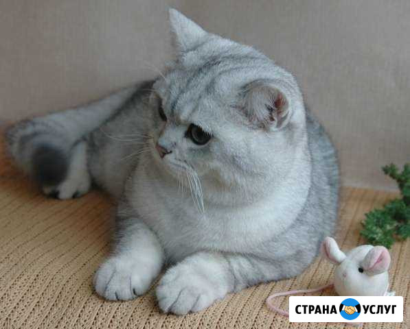 Вязка Кемерово - изображение 1