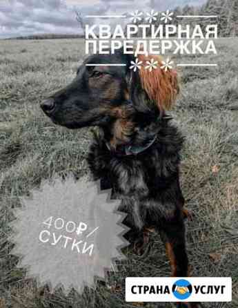 Передержка собак Иркутск