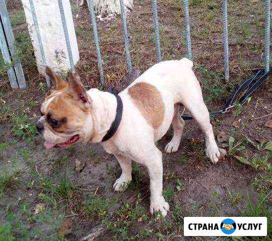 Французик Вязка Старый Оскол