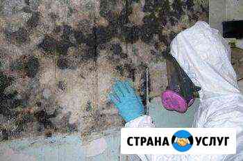 Устранение плесени Нижнекамск