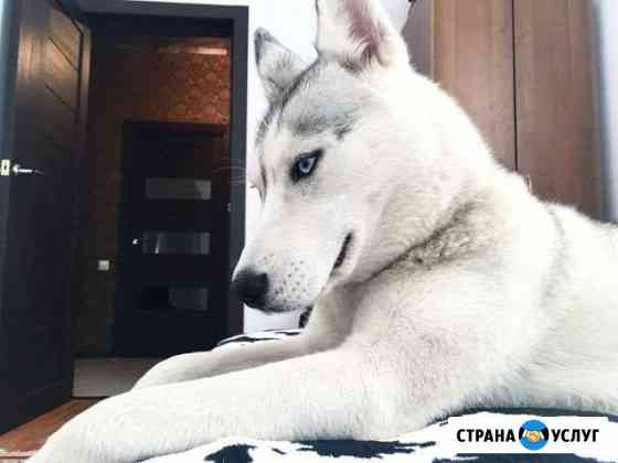 Хаски на фотосессию Тольятти