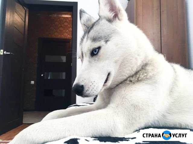 Хаски на фотосессию Тольятти - изображение 1