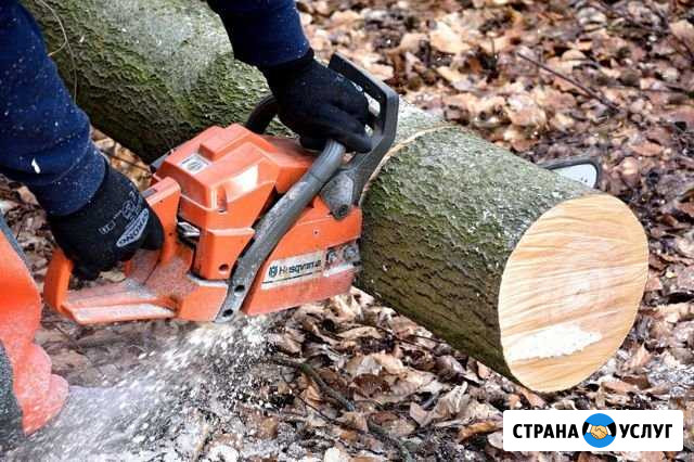 Расчистка участка, спил деревьев Сочи - изображение 1