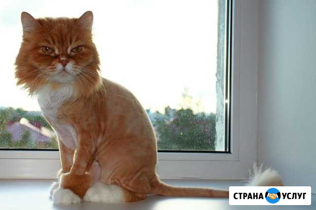 Стрижка котов и кошек Пушкино - изображение 1