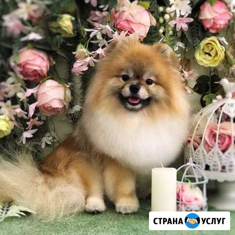 Стрижка кошек и собак Биробиджан Биробиджан - изображение 1